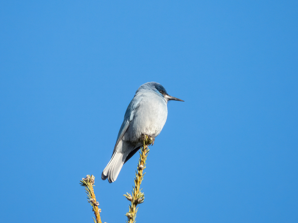 Pinyon Jay