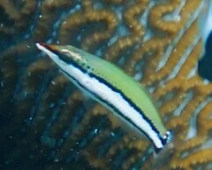 Bird Wrasse photo 4