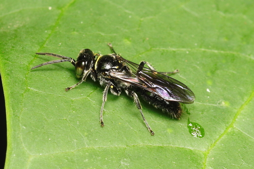 Scapheutes laetus