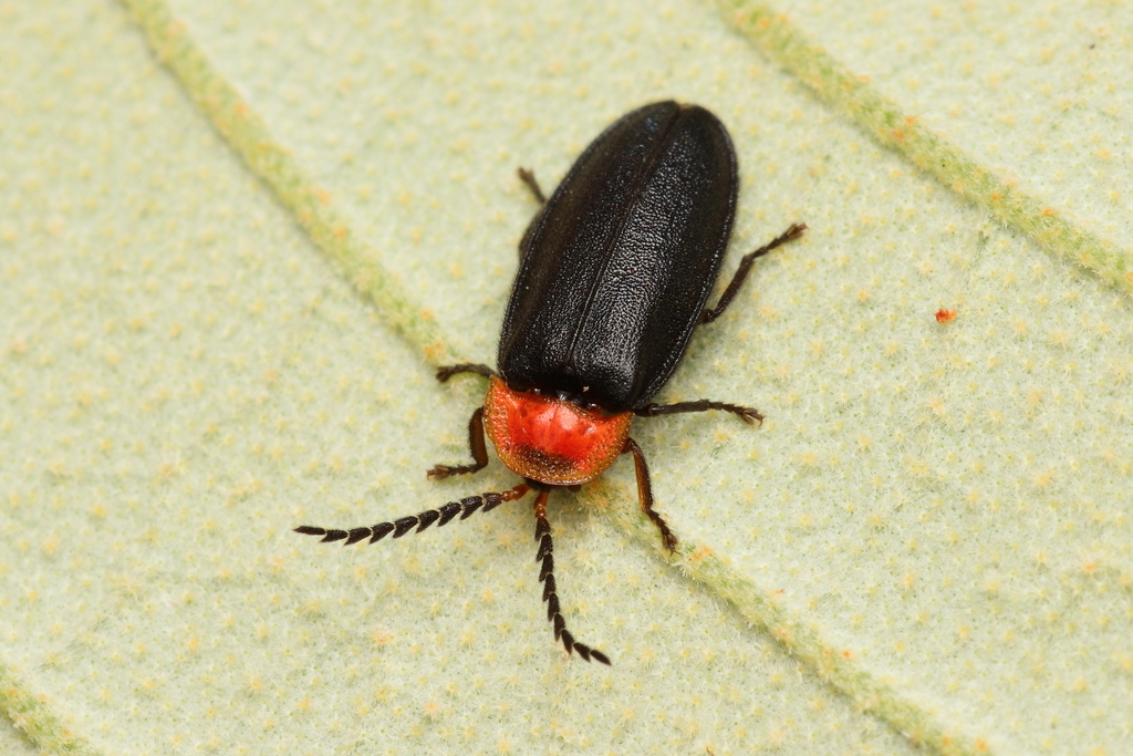 Amydetinae