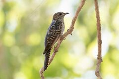 Brush Cuckoo photo 2