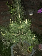 Pinus morrisonicola