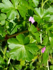 Geranium lucidum