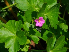 Geranium lucidum