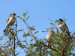 Passer melanurus vicinus