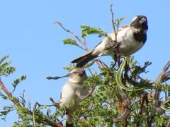 Passer melanurus vicinus