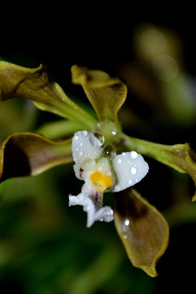 Encyclia selligera
