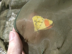 Anthocharis euphenoides