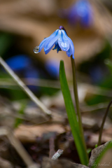 Scilla siberica