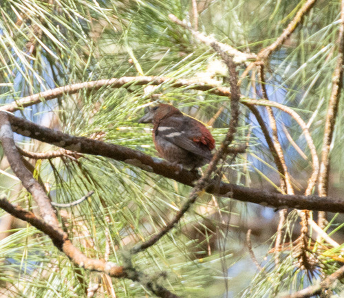 Hispaniolan Crossbill (Loxia megaplaga), photo 6