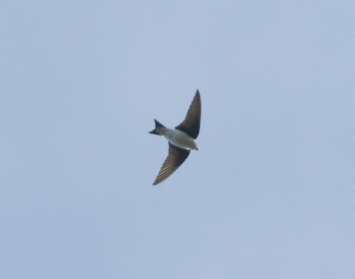 Golden Swallow (Tachycineta euchrysea), photo 3