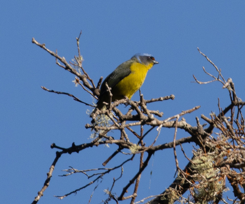 Hispaniolan Euphonia (Chlorophonia musica), photo 8
