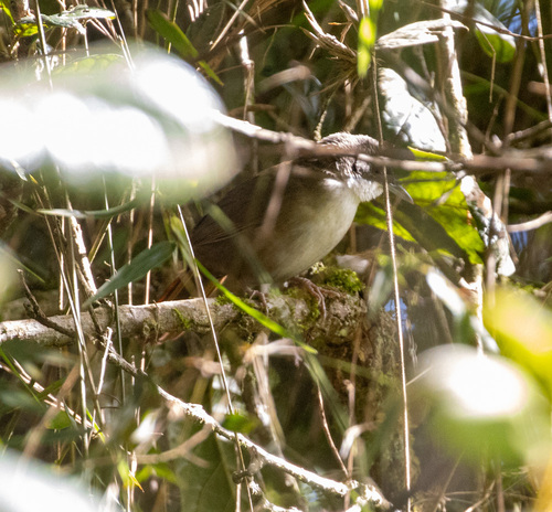 Western Chat-Tanager (Calyptophilus tertius), photo 5