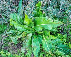 Mandragora autumnalis