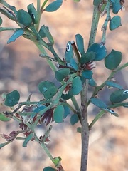 Phyllanthus parvulus parvulus