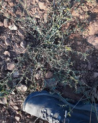 Phyllanthus parvulus parvulus