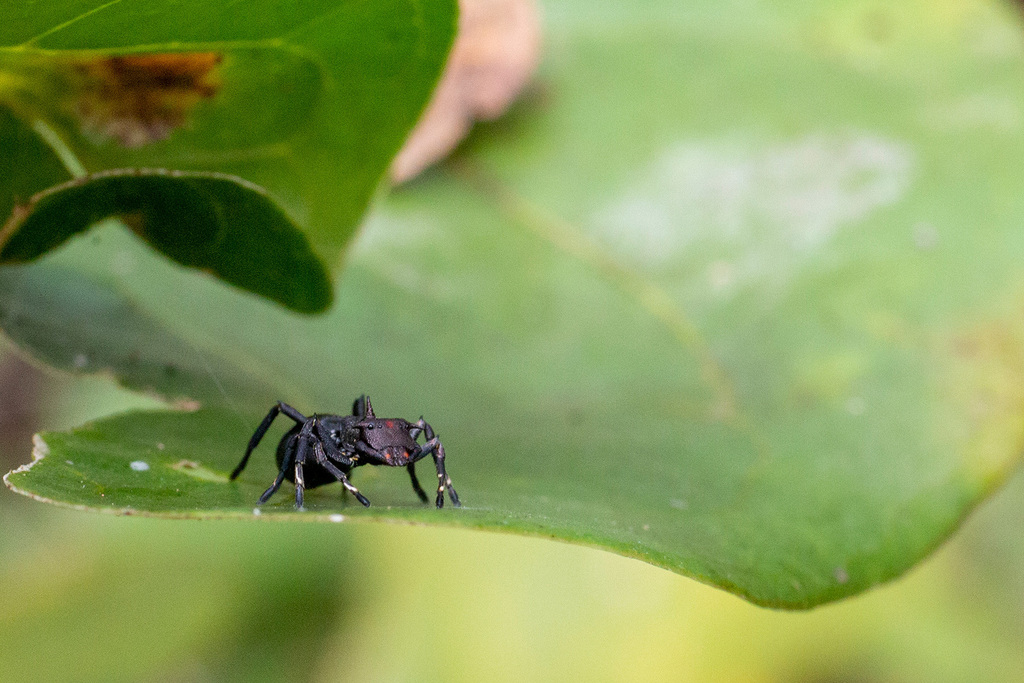 Turtle Ant-mimicking Crab Spider