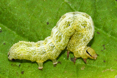 Ctenoplusia