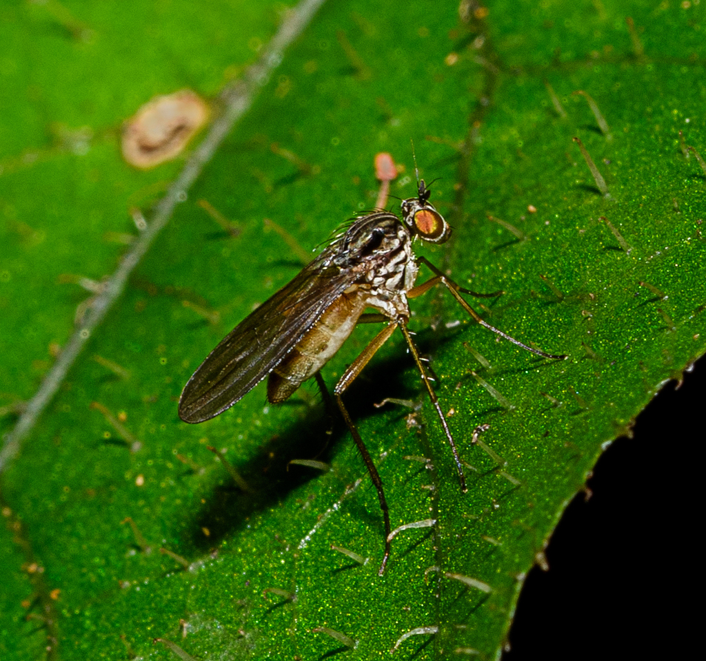 Dance Flies, Long-legged Flies, and Allies from Hautere, New Zealand on ...