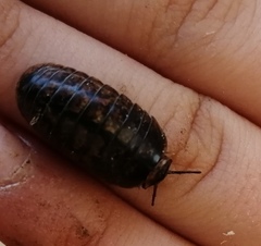 Glomeridae