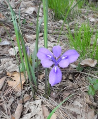 Iris rossii
