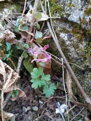 Corydalis caucasica
