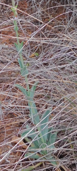 Penstemon fendleri