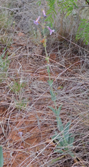 Penstemon fendleri