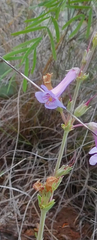 Penstemon fendleri