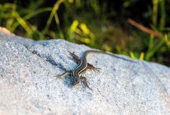 Ophisops elegans macrodactylus