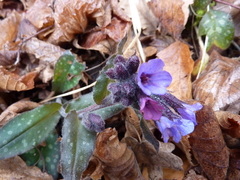 Pulmonaria affinis