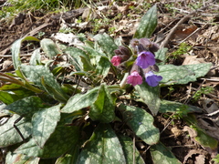 Pulmonaria affinis