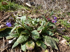 Pulmonaria affinis