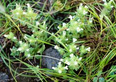 Nanorrhinum