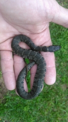 Nerodia erythrogaster
