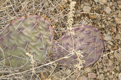 Image of Opuntia tortispina by (c) Elliott Gordon, some rights reserved (CC BY)