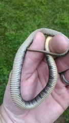 Nerodia erythrogaster
