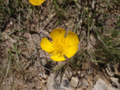 Ranunculus gramineus