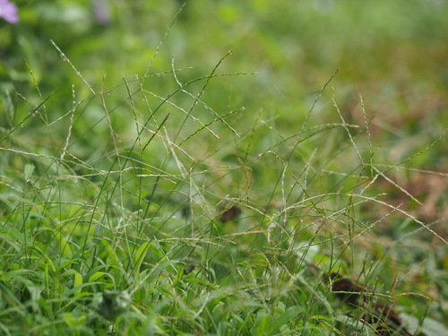 Image of Digitaria radicosa by (c) Kevin Faccenda, some rights reserved (CC BY)
