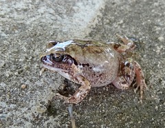 Arthroleptis stenodactylus