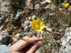 Ranunculus gramineus