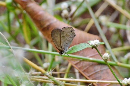 Cissia eous photo 3