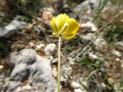 Ranunculus gramineus