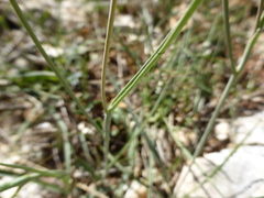Ranunculus gramineus