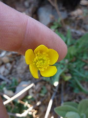 Ranunculus paludosus
