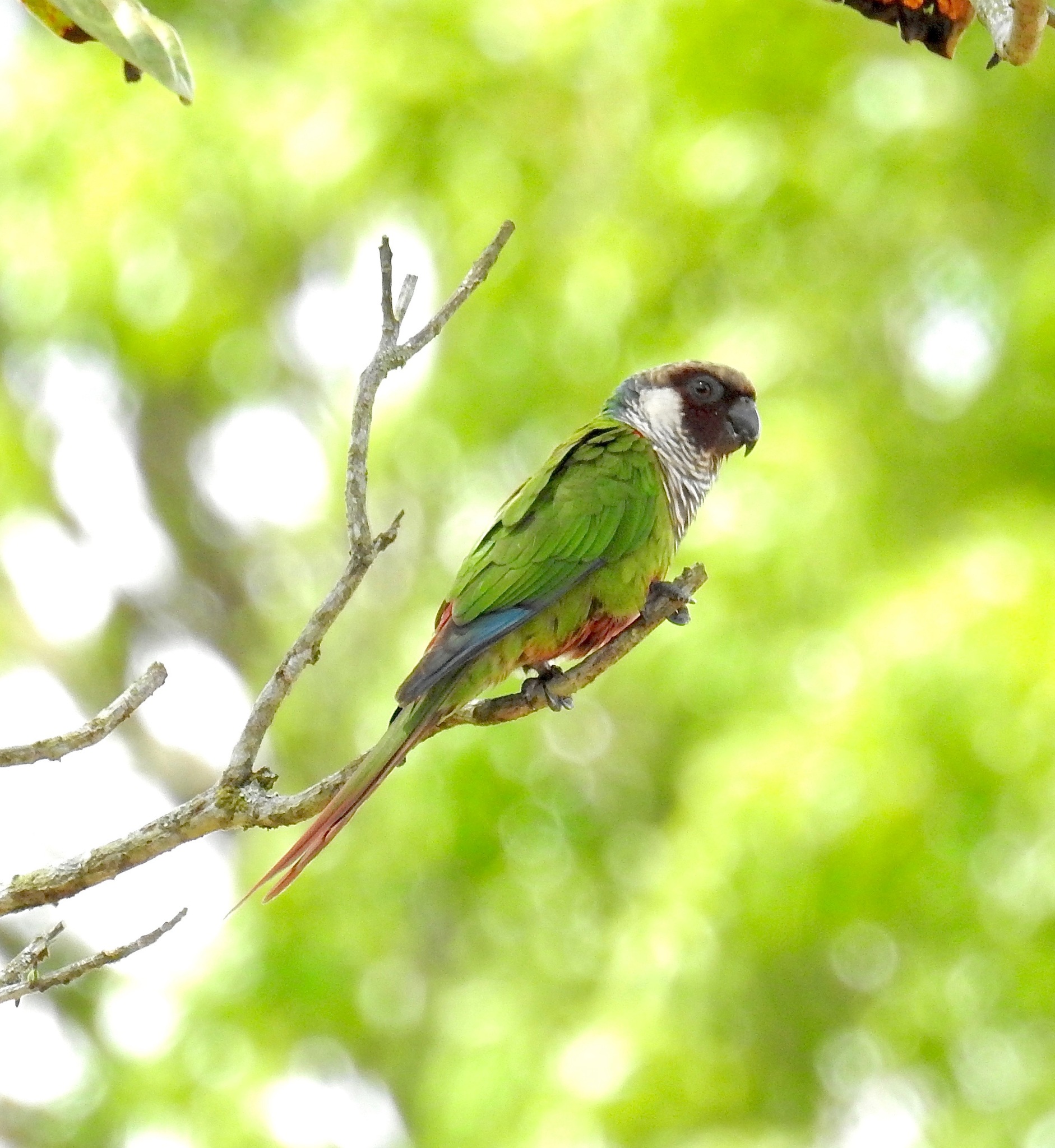 Grey-breasted Parakeet (Pyrrhura griseipectus), photo 10