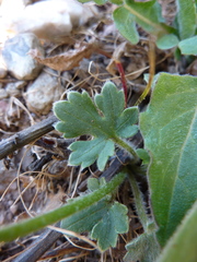 Ranunculus paludosus