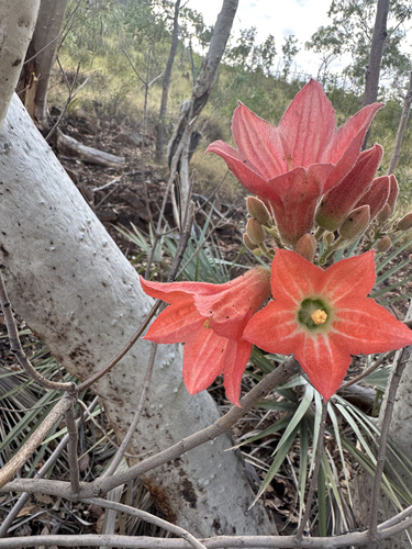 Brachychiton spectabilis Guymer 2