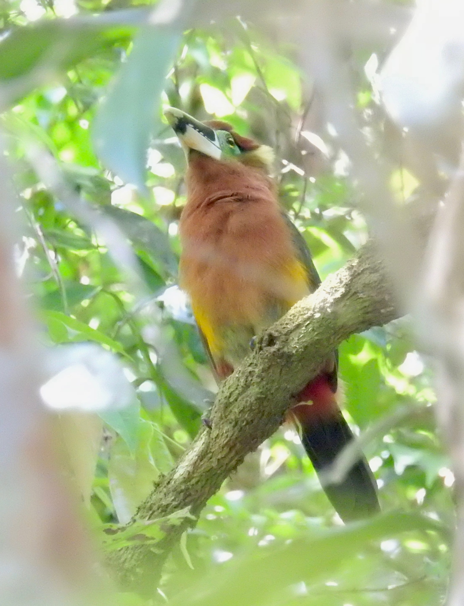 Gould's Toucanet (Selenidera gouldii), photo 9