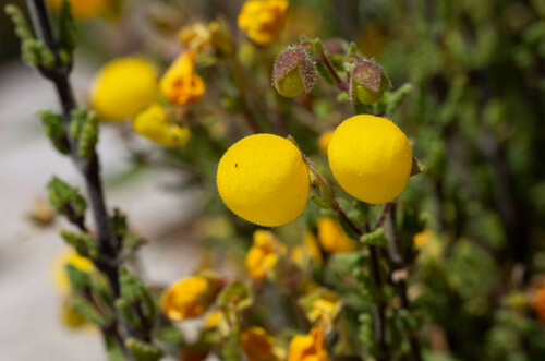 Calceolaria inamoena